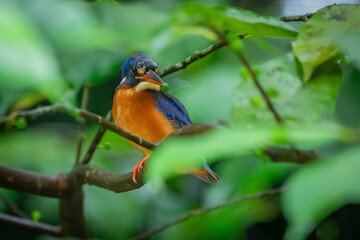 A lone blue eared kingfisher alcedo meninting standby in the middle of tree leaves waiting for food in the river below 