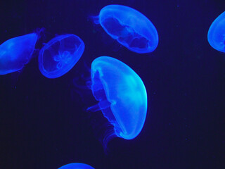 Glowing rounded jellyfishes in dark blue water