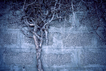 branches of plant on grey background