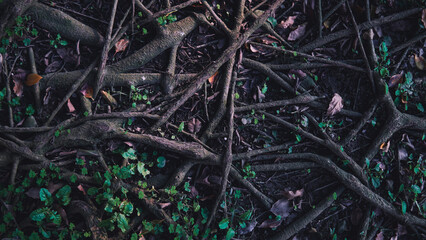 Roots of a tree in ground