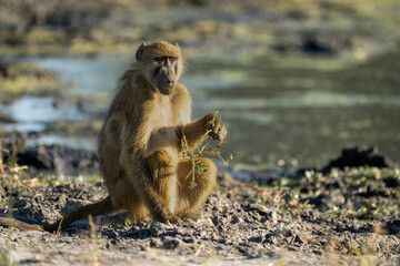 Chacma baboon sits holding branch by waterhole