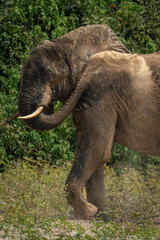 Close-up of African bush elephant squirting dust