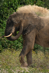 Close-up of African elephant having dust bath