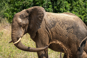 Obraz premium Close-up of African bush elephant squirting mud
