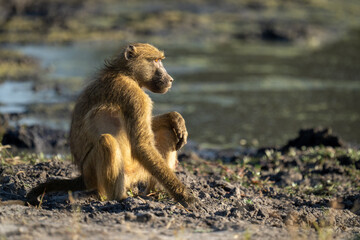 Chacma baboon sits in sunshine by waterhole