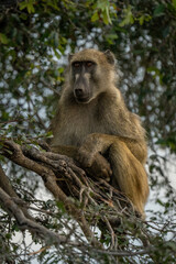 Chacma baboon sits in tree with catchlights
