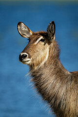 Naklejka premium Close-up of female common waterbuck beside river