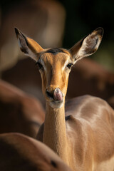 Close-up of female common impala licking nose