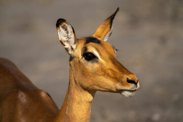 Close-up of female common impala with catchlight