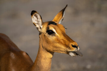 Close-up of female common impala showing tongue