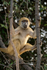 Chacma baboon sits in tree holding branches