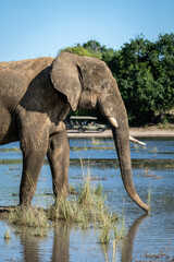 Close-up of African elephant standing by water