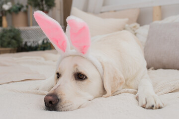 A dog in a rabbit costume lies against a gray background. Golden retriever celebrating Easter wearing bunny ears