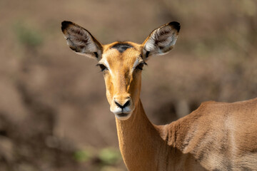 Naklejka na ściany i meble Close-up of female common impala watching lens