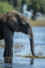 Close-up of African elephant standing in river