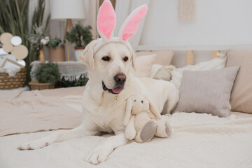 A dog in a rabbit costume lies against a gray background. Golden retriever celebrating Easter...