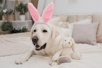 A dog in a rabbit costume lies against a gray background. Golden retriever celebrating Easter...
