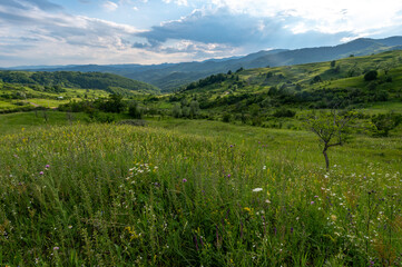 sunset over green meadows and mountains with a meadow and a tree in the middle of Romania