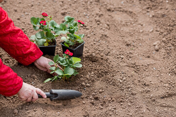 The hands of an elderly woman hold the soil with a young strawberry plant with red flowers. Fragaria variety. Planting seedlings in the ground. There is a shovel nearby. The concept of agriculture.