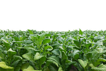 tobacco plantation isolated on white background
