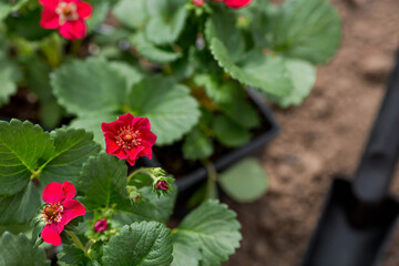 Soil with a young strawberry plant with red flowers. Fragaria variety. Planting seedlings in the ground. There is a spatula nearby. The concept of agriculture and harvesting. Close-up.