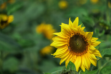 sunflower in a field of sunflowers with green background