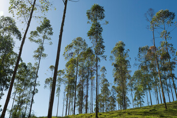 eucalyptus reforestation, with adult trees ready for use in industry and civil construction