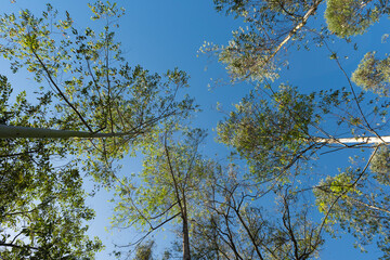 eucalyptus reforestation, with adult trees ready for use in industry and civil construction