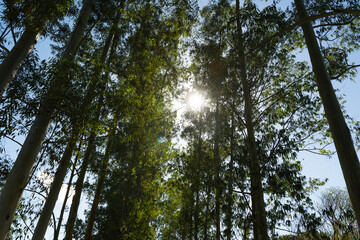 eucalyptus reforestation, with adult trees ready for use in industry and civil construction