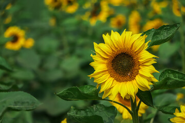 Textures sunflower close-up detail macro background.