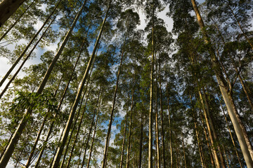 eucalyptus reforestation, with adult trees ready for use in industry and civil construction