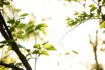                                young green leaves in the garden