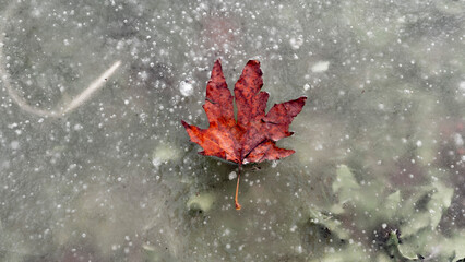 Autumn leaf freezing into ice