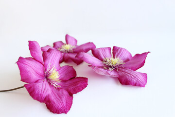 Styled stock photo. Feminine floral table composition with purple clematis flowers on white wooden background. Space. Top view. Picture for blog.