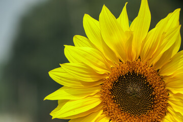 Close up of sun flower with sun flower field in background