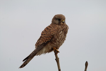 A stunning animal portrait shot of a Kestrel perched in a tree at the forest