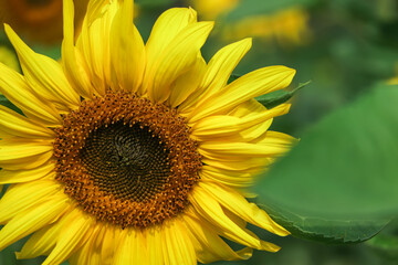 portrait of a sunflower in the field