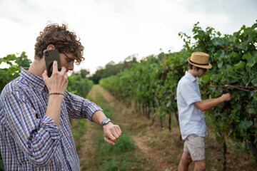 Two winegrower colleagues in the vineyard, one making a phone call the other checking the bunches of grapes