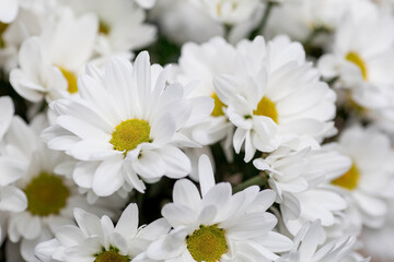 Banner. White chrysanthemum flower with shadows. Light close-up. The texture of the plant. Floral background.