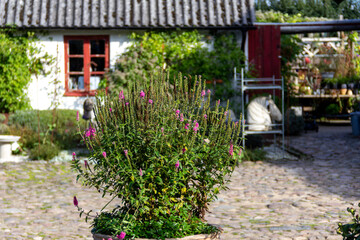 Fototapeta na wymiar Plant with pink flowers in a rural farm yard during summer in Skåne Sweden