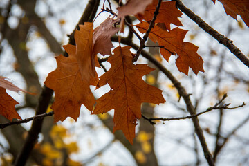 Orange oak leaves among branches during autumn in Sweden