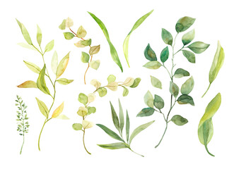 Watercolor hand painted botanical spring leaves and branches illustration clipart isolated on white background. Isolated objects for wedding invitations and greeting cards