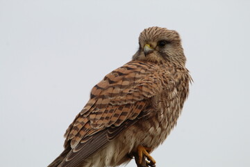 A stunning closeup shot of a Kestrel perched on a tree. 