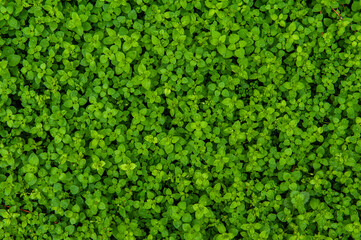 Abstract nature background with green plant leaves and drops of rain