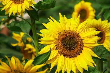 Sun flower in garden with copy space