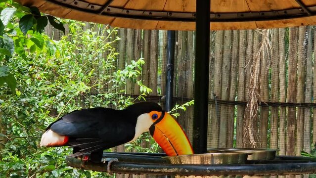 Toco toucan at the Bird Park Parque Das Aves, located in the town of Foz do Iguacu, near the famous Iguacu Falls right on the border between Brazil, Argentina and Paraguay.