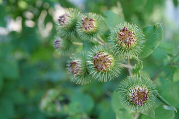 Arctium lappa, commonly called greater burdock,beggars button,thorny burr