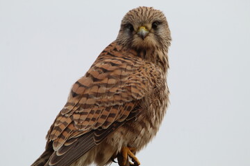 A stunning closeup shot of a Kestrel perched on a tree. 