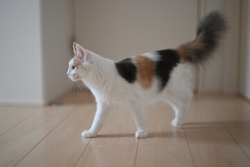 家の中を歩く猫（メインクーン）