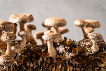 Mushroom cultivation kit, Shiitake Mushroom Kit © mnimage